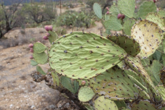 Thirsty Prickly Pear Cactus