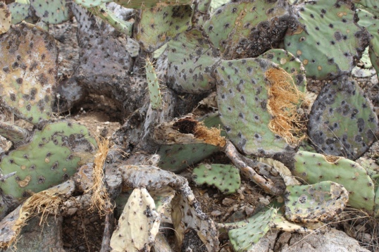 Chewed Prickly Pear Cactus