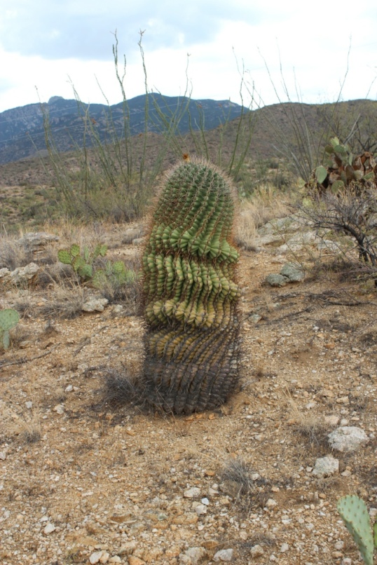 Deflating Barrel Cactus